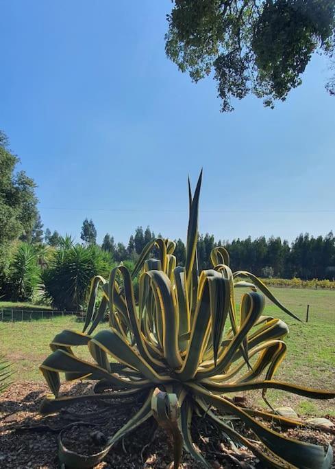 Quinta Flores Ferreira do Zêzere Kültér fotó