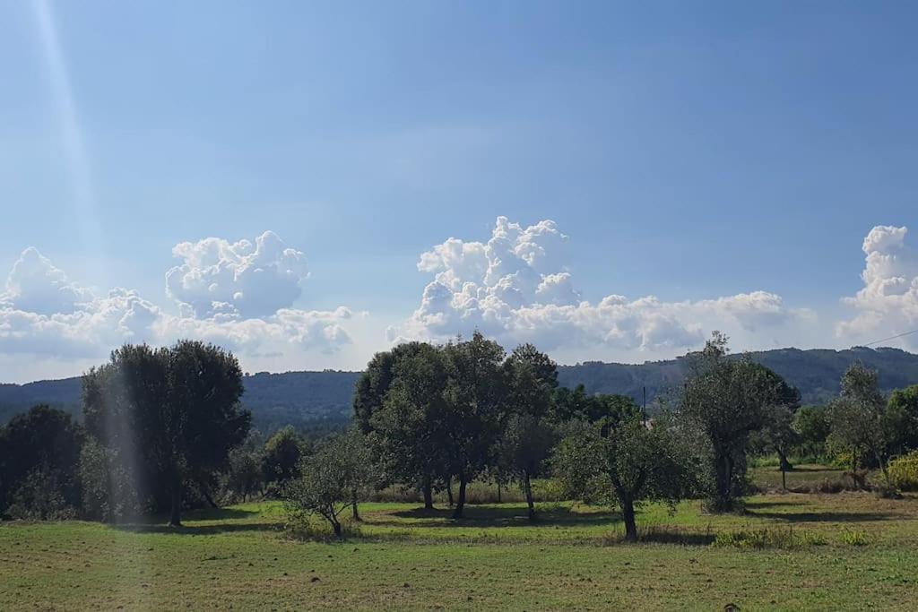 Quinta Flores Ferreira do Zêzere Kültér fotó