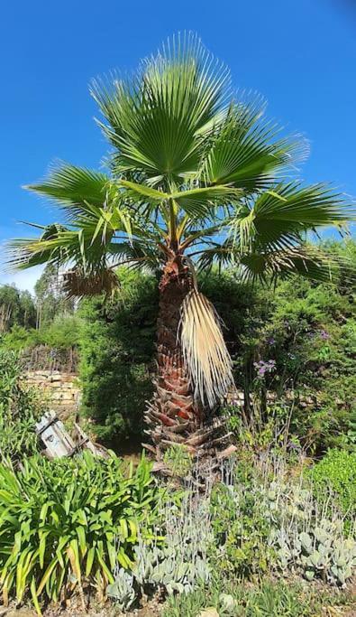 Quinta Flores Ferreira do Zêzere Kültér fotó